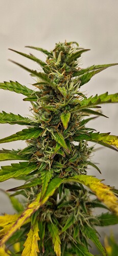 Growreport Bild 41