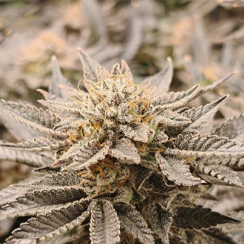 Growreport Bild 60