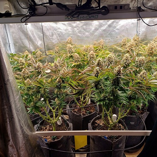 Growreport Bild 7