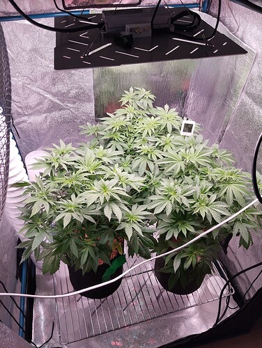 Growreport Bild 1