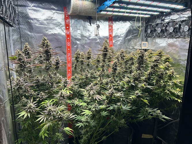 Ein Growzelt mit mehreren blühenden Cannabis-Pflanzen kurz vor der Ernte, beleuchtet durch LED-Panels.
