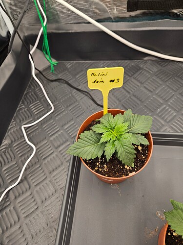 Growreport Bild 35