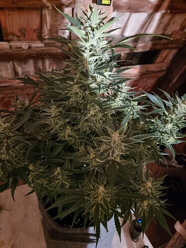 Growreport Bild 5