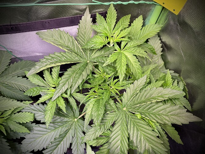Growreport Bild 4