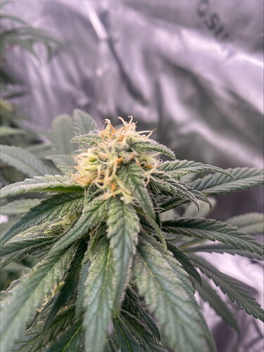 Growreport Bild 5