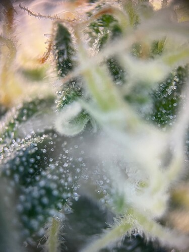 Growreport Bild 16