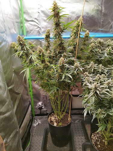 Growreport Bild 17