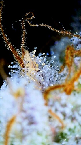 Growreport Bild 4