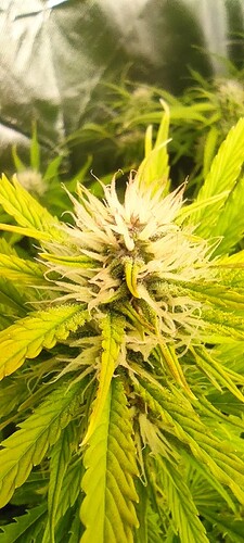 Growreport Bild 4