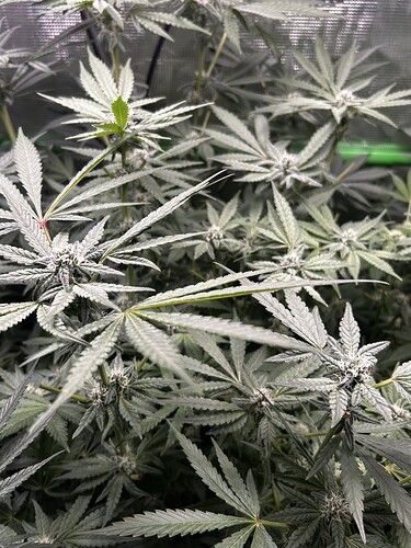 Growreport Bild 28