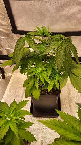 Growreport Bild 32