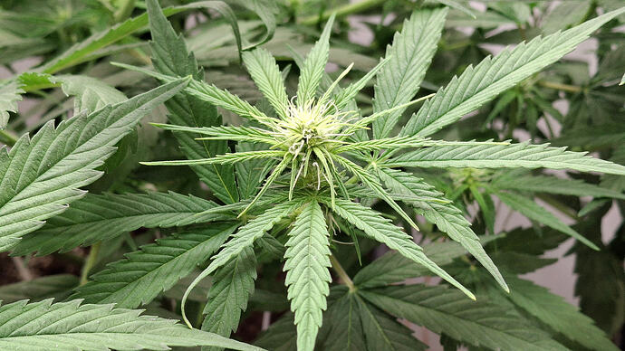 Growreport Bild 229