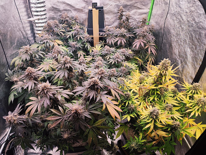 Growreport Bild 58