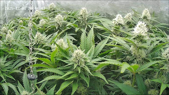 Growreport Bild 32