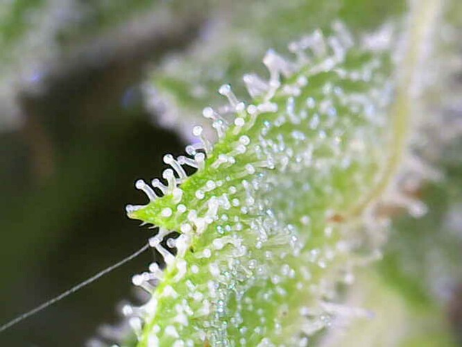 Growreport Bild 31