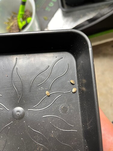 Growreport Bild 19