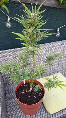 Growreport Bild 13