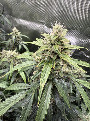 Growreport Bild 15