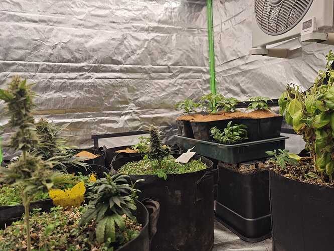 Growreport Bild 40