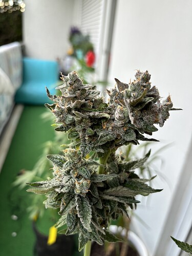 Growreport Bild 27
