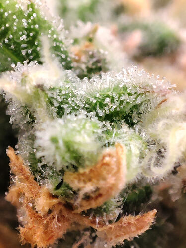 Growreport Bild 29