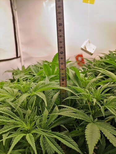 Growreport Bild 9