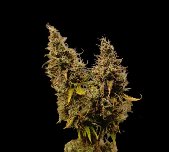 Growreport Bild 13