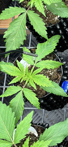 Growreport Bild 6