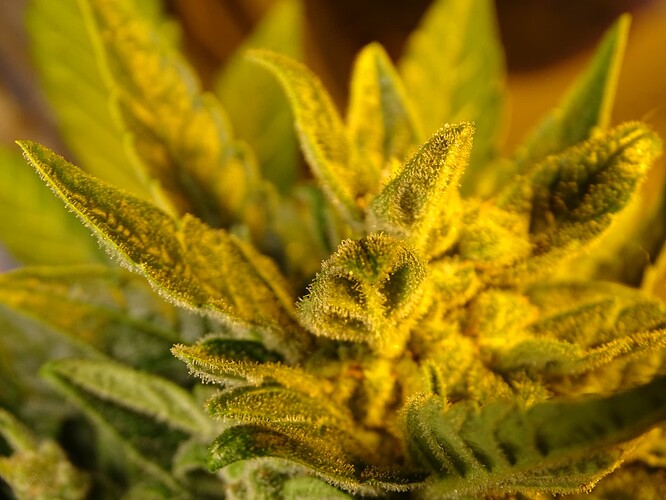 Growreport Bild 7
