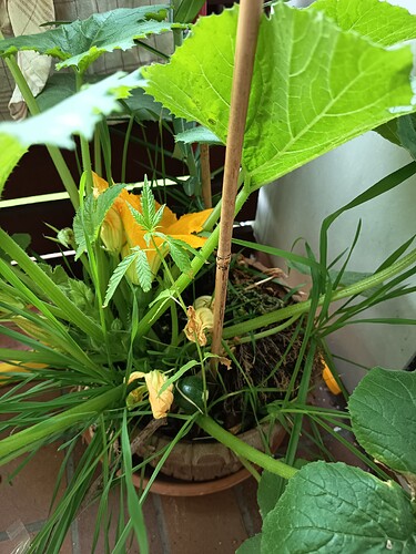 Growreport Bild 9