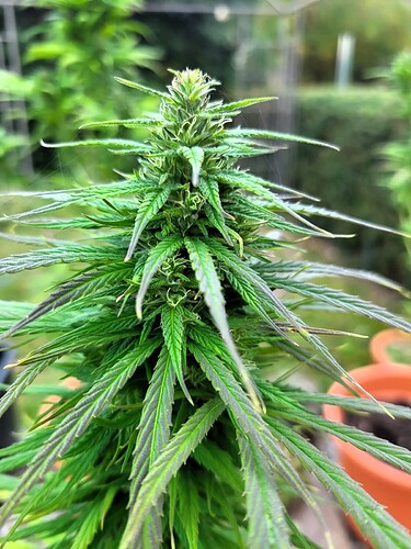 Growreport Bild 27