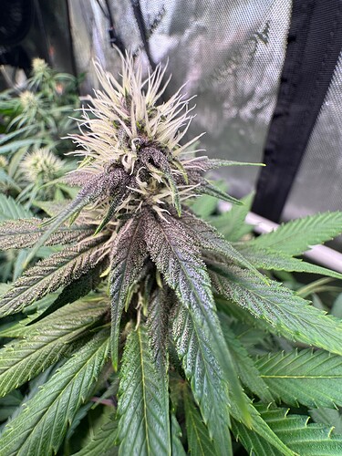 Growreport Bild 2