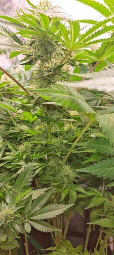 Growreport Bild 32