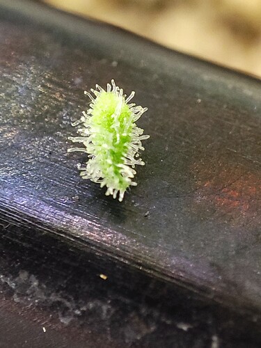 Growreport Bild 7