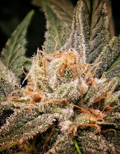 Growreport Bild 16