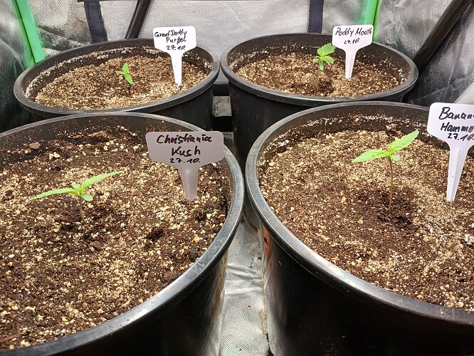Growreport Bild 8