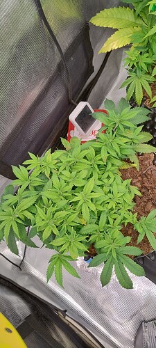 IMG_20251019_210117784_HDR