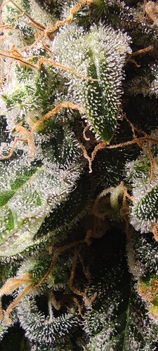 Growreport Bild 12