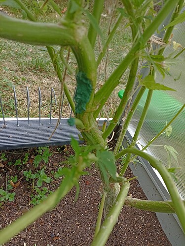 Growreport Bild 3