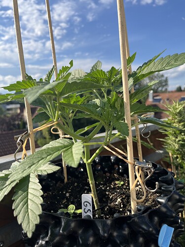 Growreport Bild 3