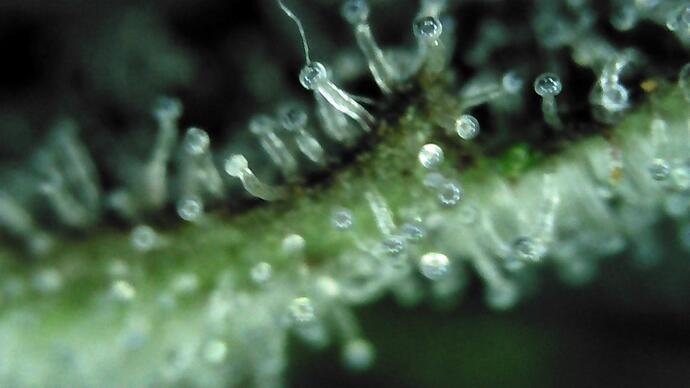 Trichome groß 2