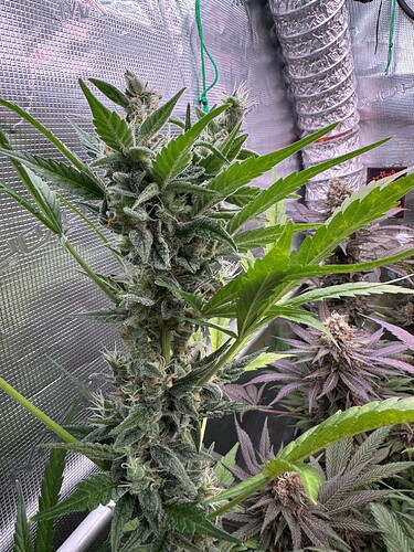 Growreport Bild 32