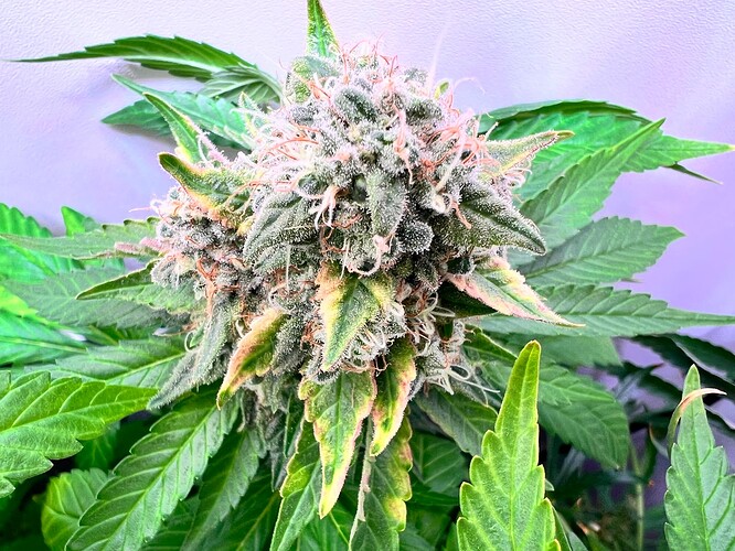 Growreport Bild 2