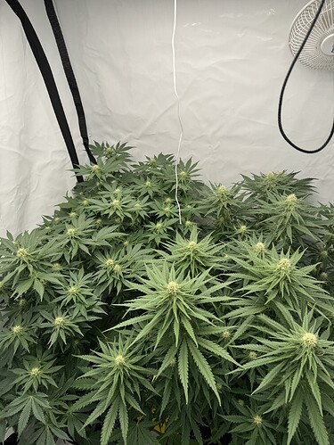 Growreport Bild 1