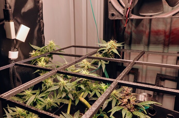 SCROG04