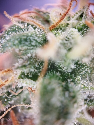 IMG_20250310_123226 - Kopie