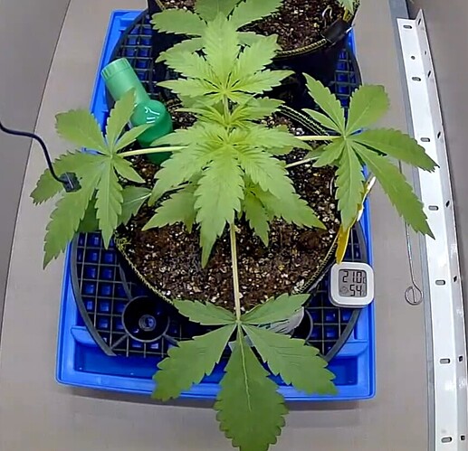 Growreport Bild 6