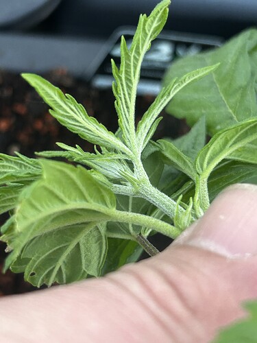 Growreport Bild 35