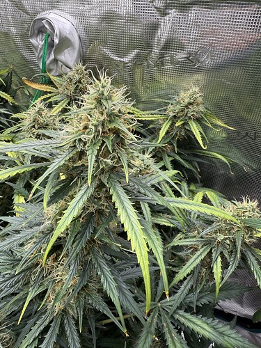Growreport Bild 2