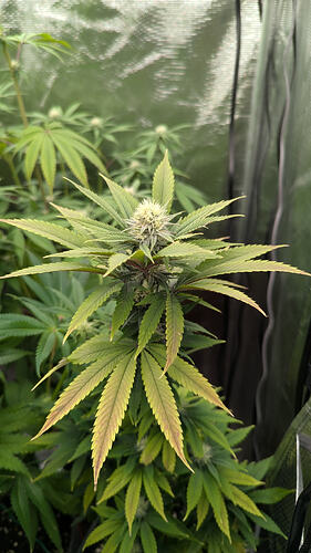 Eine blühende Cannabispflanze mit deutlichen Anzeichen von Nährstoffmangel an den unteren Blättern, die gelb und braun werden.